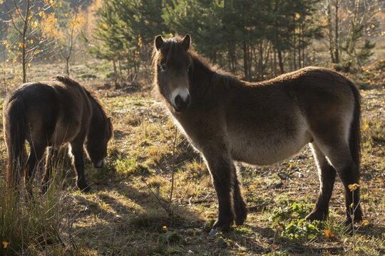 Equus ferus caballus, exmoor pony, Germany, Greiz, horse, odd-toed ungulates, perissodactyla, P&ouml;llwitzer Wald, Thuringia, grazing, domesticated animals, extensive grazing, pet, heather care, horses, house pet, mammals, horses, pony, mammals, unpaired ungulates