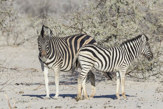 Plains Zebras (Equus quagga) with zebra foal, Etosha National Park, Namibia