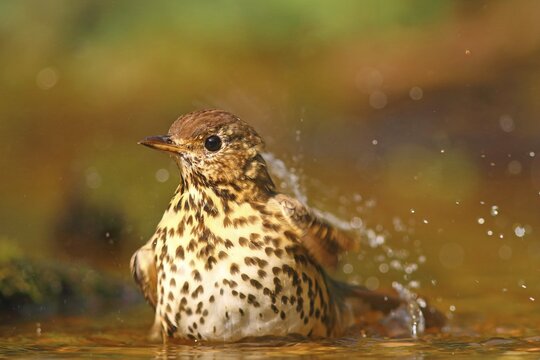 Song thrush (Turdus philomelos) bathes in shallow water, Hesse, Germany