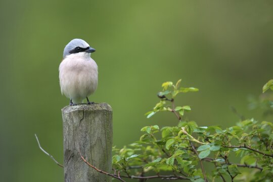 Lanius Collurio, red-backed shrike, redback shrike, birds, male, passeri, songbirds, songbirds, birds, shrikes