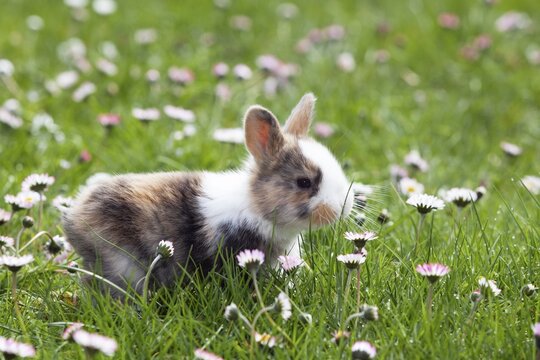 Rabbit (Oryctolagus cuniculus), on a flower meadow in the garden, daisy (Bellis perennis), Upper Bavaria, Germany