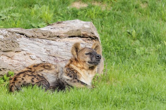 An adult female spotted hyena (Crocuta crocuta) rests on a green meadow and leans against a rotten tree lying on the ground