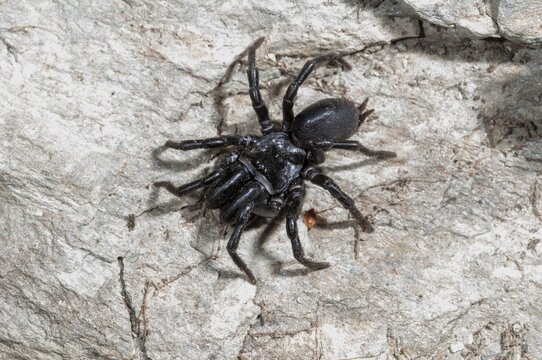 Atypus affinis, common wallpapering spider, mygalomorphae, purseweb spider, tarantula spider, spiders