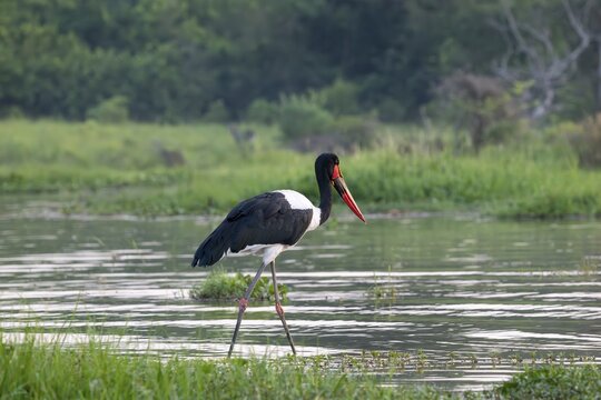 Saddle-billed stork (Ephippiorhynchus senegalensis) strides along the bank, White Nile, Murchison Falls NP, Uganda