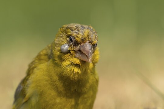 European greenfinch (Chloris chloris) adult male garden bird with a large cyst on its face suffering from trichomonosis or fat finch disease, England, United Kingdom