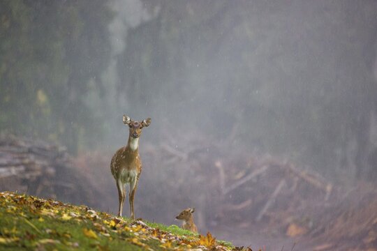 An axis deer hind (Axis axis) and a calf stand in a meadow during a heavy rain shower. A forest can be seen in the background