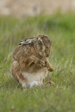 European brown hare (Lepus europaeus) adult animal stretching its front legs in a grass field, England, United Kingdom