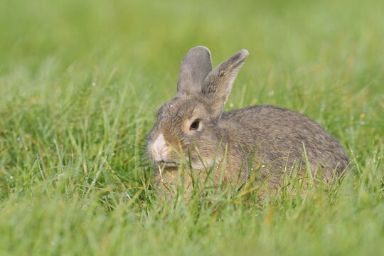 Wild pet rabbit sitting in a meadow, North Rhine-Westphalia, Germany