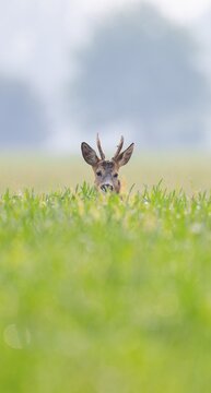 Roe deer (Capreolus capreolus), roebuck standing in a grain field, wildlife, Thuringia, Germany