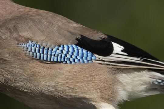 Eurasian jay (Garrulus glandarius) adult bird close up of its wing feathers, Suffolk, England, United Kingdom
