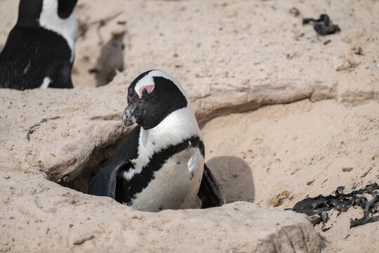 African penguin (Spheniscus demersus), Boulder Beach, Western Cape, Simon's Town, South Africa