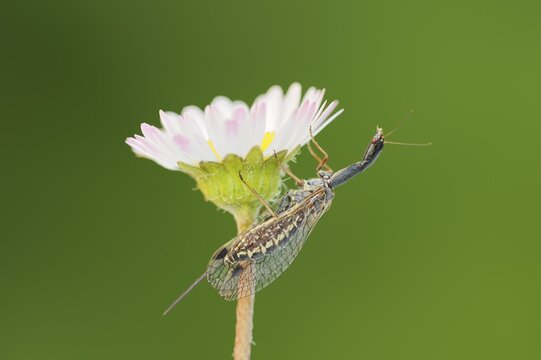 Camel-necked fly (Raphidia mediterranea), female on the flower of the common daisy (Bellis perennis), Provence, southern France