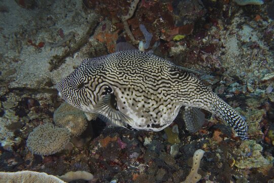 A large patterned pufferfish, map pufferfish (Arothron mapa) in black and white, swims above the seabed. SD Dive Site, Nusa Ceningan, Nusa Penida, Bali, Indonesia
