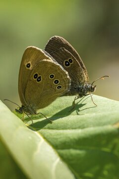 Aphantopus hyperantus, brown forest bird, ringlet, chimney sweep, forest bird, butterfly, high size, portrait format, insects, copula, mating, butterfly, butterflies