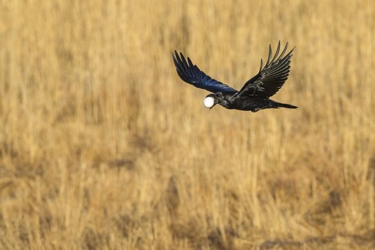 Common raven (Corvus corax) flies with a stolen bird's egg of the greylag goose, egg thief, V&auml;sterg&ouml;tland, Sweden