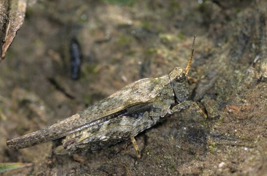 Caelifera, thorn scare, grasshoppers, short-feeler scare, sabre-thorn scare, tetrix subulata, awl-shaped pygmy grasshopper, camouflage, grasshoppers, grasshoppers, insects, slender ground hopper, camouflage