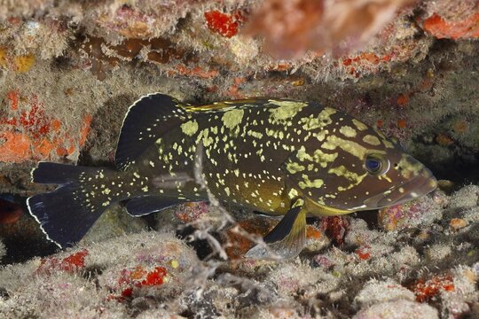 A fish with a spotted pattern, Dusky Grouper (Epinephelus marginatus), Pasito Blanco Reef dive site, Arguinegu&iacute;n, Gran Canaria, Spain, Atlantic Ocean