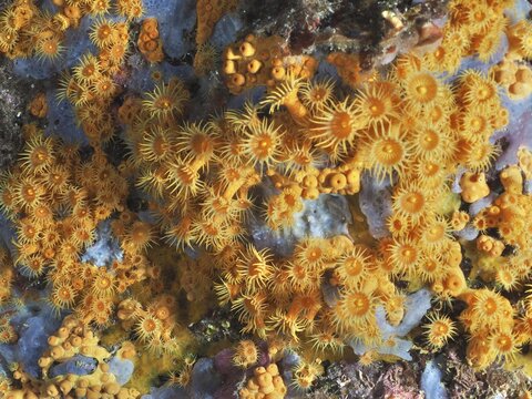 Yellow crustal anemones (Parazoanthus axinellae) decorate part of the seabed in the Mediterranean near Hy&egrave;res, Giens peninsula diving site, Porquerolles, Provence, C&ocirc;te d'Azur, France