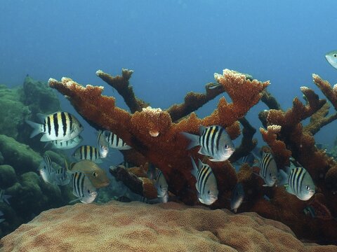A group of sergeant major (Abudefduf saxatilis) at an elkhorn coral (Acropora palmata) . Dive site John Pennekamp Coral Reef State Park, Key Largo, Florida Keys, Florida, USA