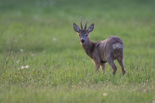 European roe deer (Capreolus capreolus) in backlight, Vechta, Lower Saxony, Germany