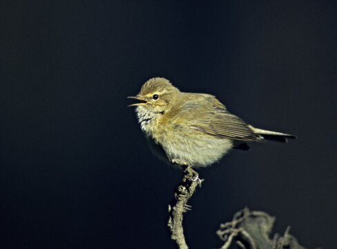 Chiffchaff, phylloscopus collybita, zilpzalp, birds, song, passeri, singing, songbirds, birds