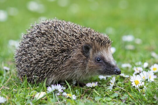 Cute hedgehog, brown-breasted hedgehog (Erinaceus europaeus) in the garden, Vechta, Lower Saxony, Germany