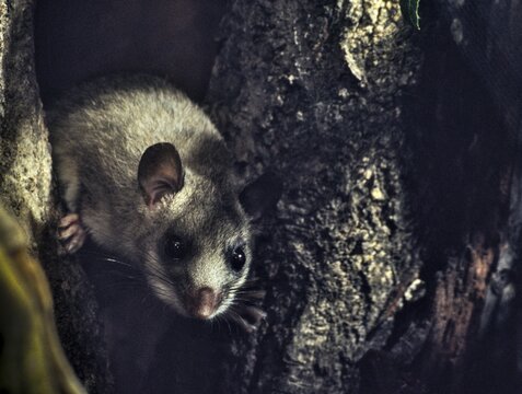 Edible dormouse, fat dormouse, glis glis, rodents, rodentia, dormouse, bilche, bolt, dormice, dormouse, mammals, rodents, sleepers, mammals