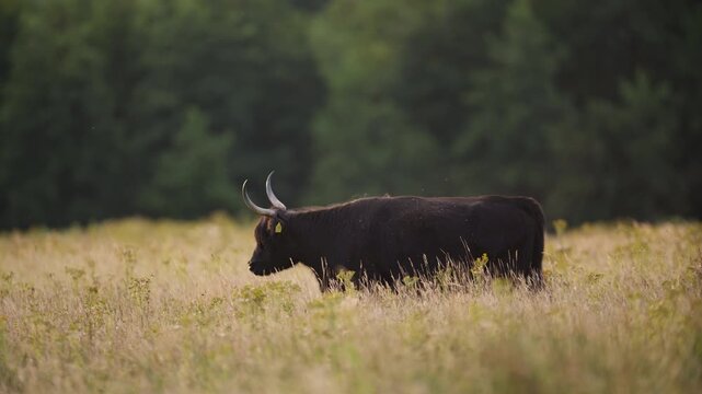 Long horned highland cow grazing in a field of tall grass on a farm