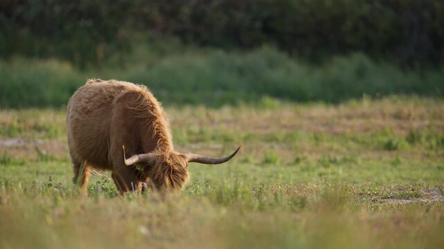 Long haired highland cow with big horns graze in a grassy field in golden light