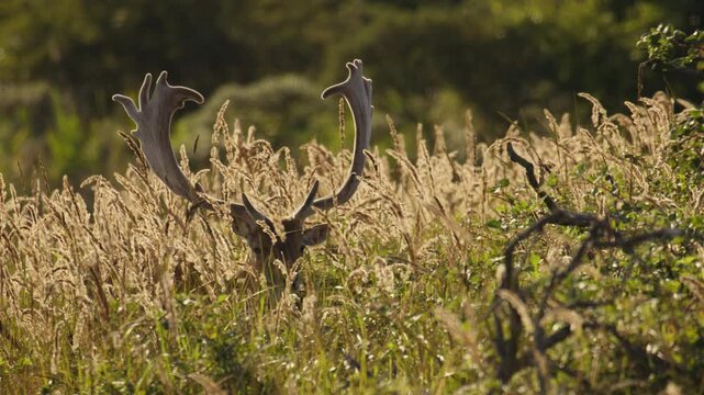 Male fallow deer with large velvet antlers stands among tall golden grasses in warm sunlight rising through the reeds staring forward, telephoto static