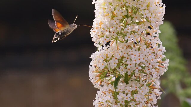 Hummingbird hawk moth hovers beside tall white flower cluster with orange wings visible, skillfully extends proboscis feeding from tiny flowers