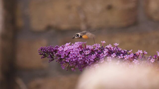 Hummingbird hawk moth flies above purple blossoms with long proboscis extended toward flowers, proboscis dances from flower to flower sipping nectar using long tongue