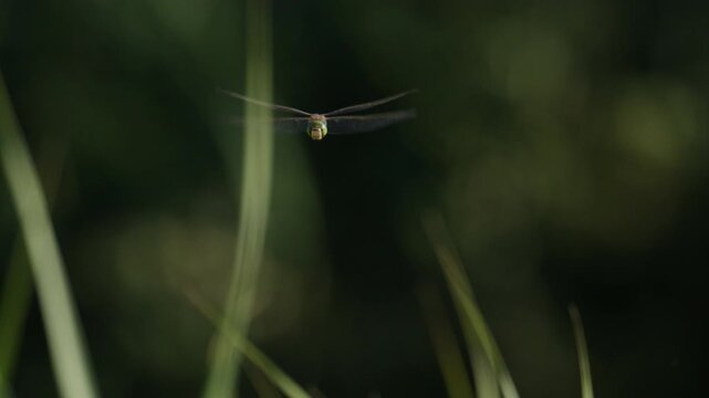 Close up of a dragonfly hovering with a background that is out of focus