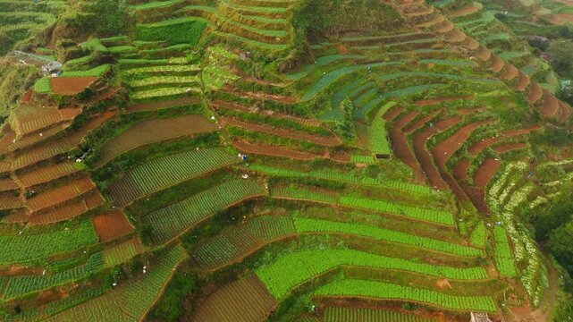 Layered green crops and rich brown soil shape mountain farms in Atok, Benguet