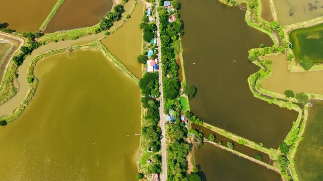 Brown and green aquaculture ponds surround a narrow road in Pangasinan