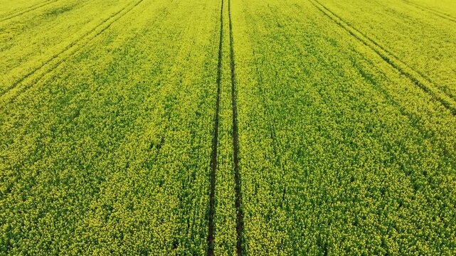 Parallel tractor tracks divide dense yellow rapeseed as drone moves backward