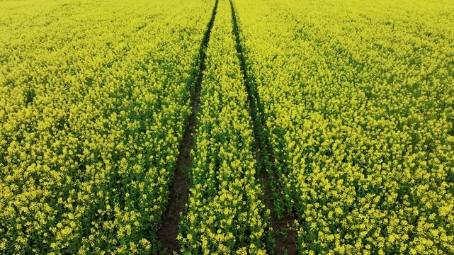 Drone glides above yellow rapeseed as dark tractor tracks lead through field