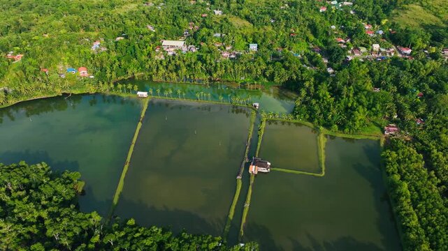 Green aquaculture ponds meet coconut groves in Bugas, Badian, Philippines