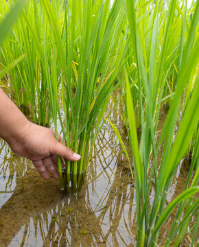 Close-up of farmer hand checking green rice sprout in flooded paddy field