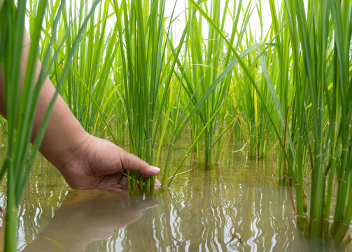Close-up of farmer hand checking green rice sprout in flooded paddy field