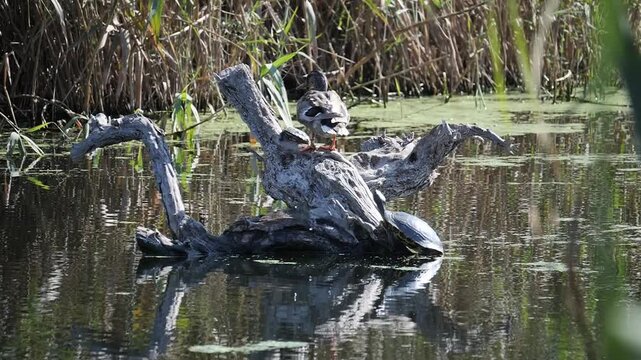Duck shaking its head on a submerged log with a water turtle watching nearby. Natural wildlife scene shot at Clot de Galvany reserve in Elche, Spain.