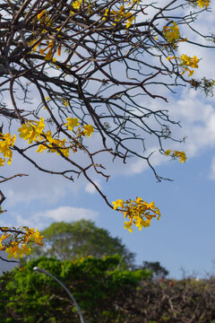 Yellow Ipe tree flowers Againsh Blue Sky