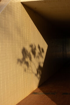 Trre shadow on wall afternoon light