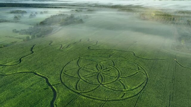 Orbiting over giant Saaremaa-shaped corn maze with Complex circular pattern sown using satellite technology, not cut in later. Saaremaa, Estonia.