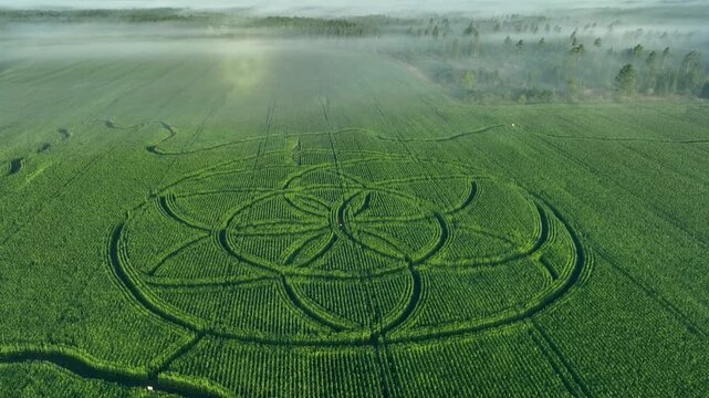 Optical phenomenon glory over Saaremaa-shaped corn maze with Complex circular crop pattern sown using satellite technology, not cut in later. K&auml;rla, Estonia.