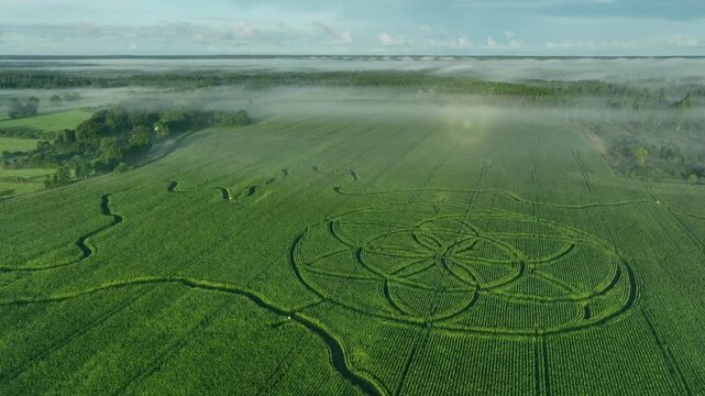 Optical phenomenon glory over giant Saaremaa-shaped corn maze with Complex circular crop pattern sown using GPS-guided tractors, not cut in later. K&auml;rla, Estonia.
