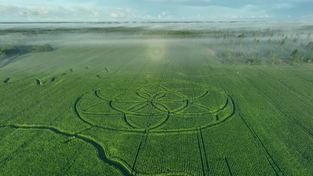 Optical phenomenon glory over Saaremaa-shaped corn maze with Complex circular crop pattern sown using GPS-guided tractors, not cut in later. K&auml;rla, Estonia.