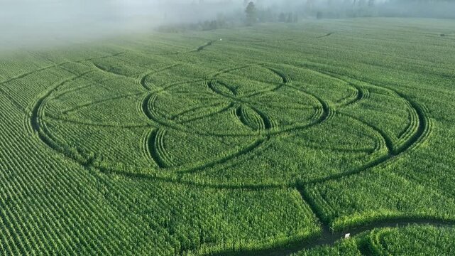 Flight over a cornfield with Complex circular crop pattern sown using satellite technology, not cut in later in Saaremaa. Estonia.