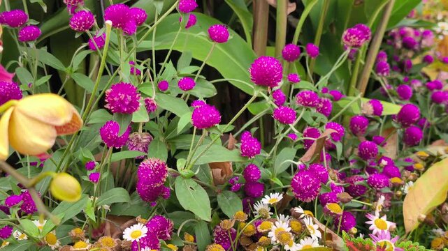 Dense planting of bright magenta Globe Amaranth flowers. Beautiful ornamental blooms pack the garden bed closely. Vibrant colors create a stunning natural pattern.