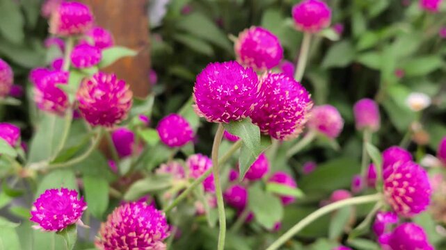 Dense planting of bright magenta Globe Amaranth flowers. Beautiful ornamental blooms pack the garden bed closely. Vibrant colors create a stunning natural pattern.